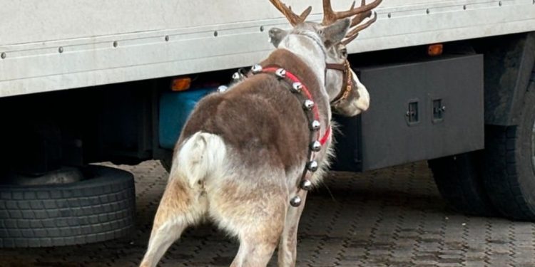 El PSOE exige que no se utilicen animales en la cabalgata de Reyes de Santander