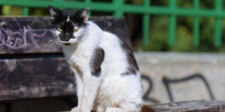 «Los animales están desprotegidos» Mapi Arcila