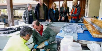 La Consejería de Desarrollo Rural repuebla con más de 342.000 alevines las cuencas salmoneras de Cantabria