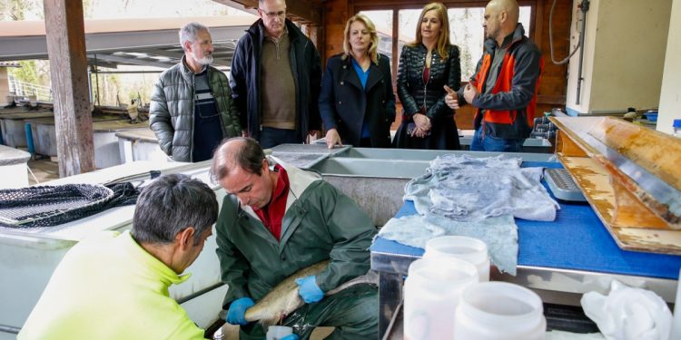 La Consejería de Desarrollo Rural repuebla con más de 342.000 alevines las cuencas salmoneras de Cantabria