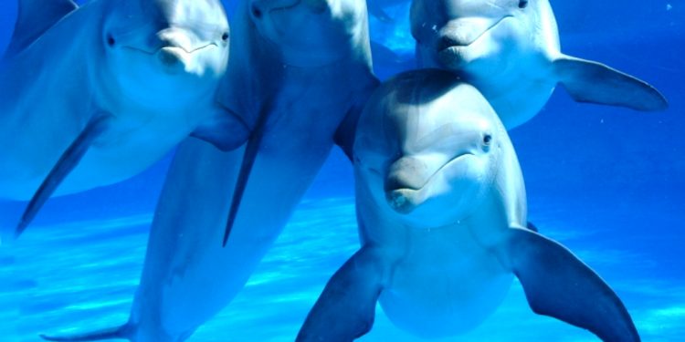 Rescatan a dos crías de delfín varadas en Santoña