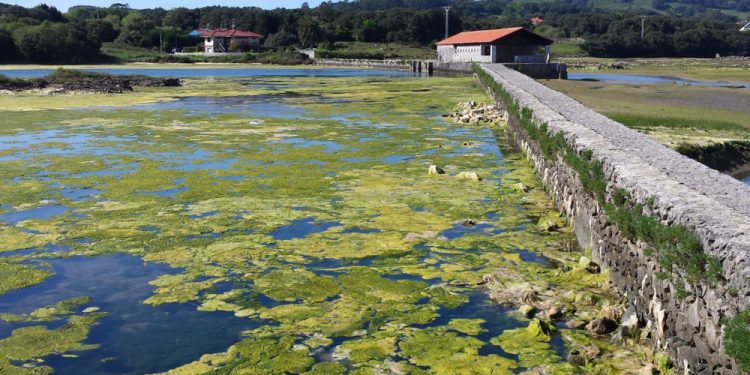 El Supremo ratifica la anulación del Plan de Ordenación de las Marismas de Santoña, Victoria y Joyel