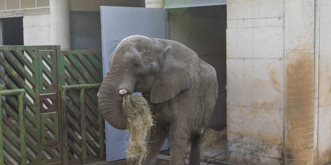 Muere Jums, el rey elefante de Cabárceno, en pelea con su hijo por el dominio de la manada