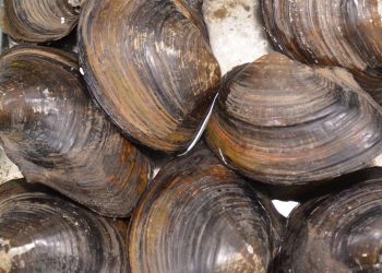 Cantabria aprueba el plan de explotación de almeja para 2026 en las bahías de Santander y Santoña