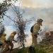 Nueve incendios forestales provocados por pirómanos en Cantabria ayer por el viento del sur
