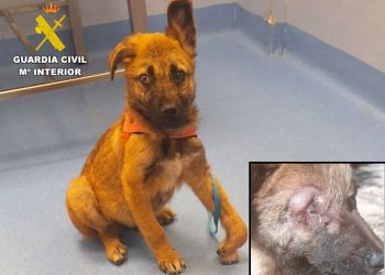 Investigadas dos personas en Cantabria por presunto maltrato animal a un cachorro con lesiones graves