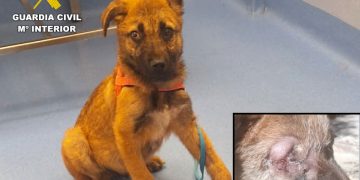 Investigadas dos personas en Cantabria por presunto maltrato animal a un cachorro con lesiones graves