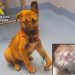 Investigadas dos personas en Cantabria por presunto maltrato animal a un cachorro con lesiones graves