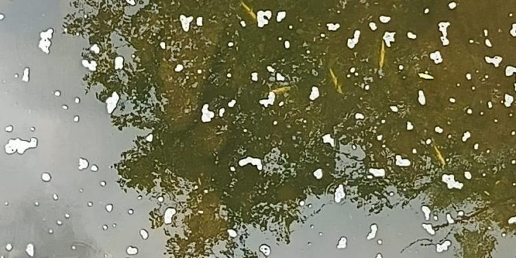 Más de 2.100 peces muertos por un vertido de purines en Saro que ha arrasado un tramo del Llerana
