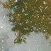 Más de 2.100 peces muertos por un vertido de purines en Saro que ha arrasado un tramo del Llerana