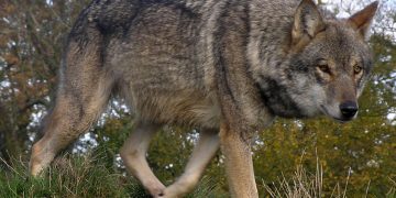 El PP insta al Gobierno de España a actualizar el censo de lobos y a sacarlo del Listado de Especies Protegidas