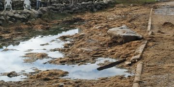 Izquierda Unida-Podemos denuncia el deterioro en los terrenos de La Maruca tras la extracción de la caloca