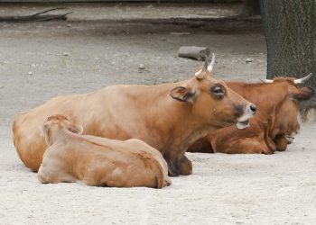 Tres ganaderos detenidos e interrogados por la matanza de las vacas de San Roque de Riomiera