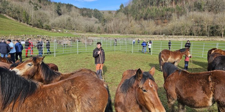 Más de 280 cabezas de ganado participan en la feriuca de Valle