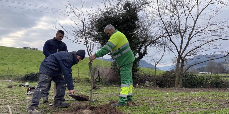 Cerezos, ciruelos, perales y manzanos para los vecinos de Cartes