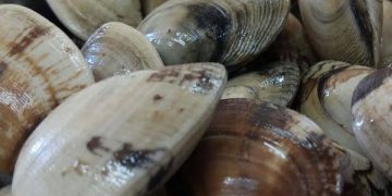 El Gobierno aprueba los planes de explotación de almejas en las bahías de Santander y Santoña para la campaña 2024