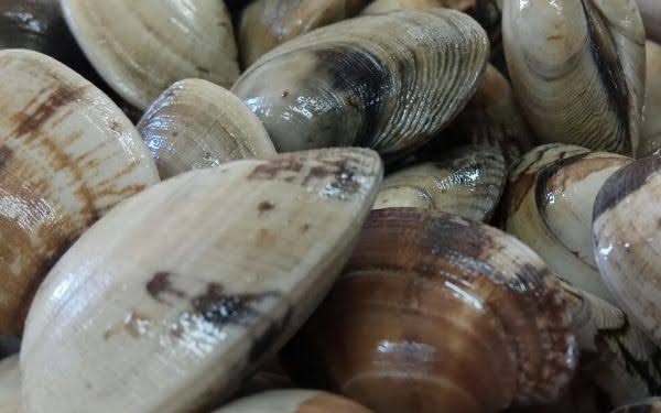 El Gobierno aprueba los planes de explotación de almejas en las bahías de Santander y Santoña para la campaña 2024