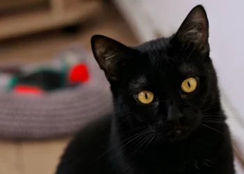 Entrevista Chats Noirs