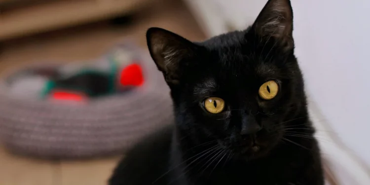 Entrevista Chats Noirs