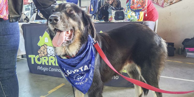 El 31 de enero finaliza el plazo para solicitar subvenciones para proyectos de Bienestar Animal en Torrelavega