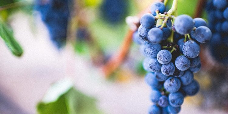 El Gobierno someterá a consulta pública la creación de un nuevo decreto sobre el sector vitícola de Cantabria