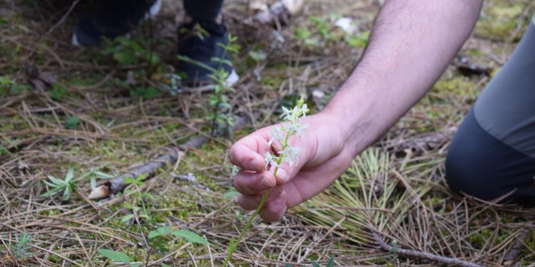 La ruta guiada “Las orquídeas silvestres de Liencres” regresa este sábado