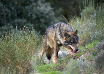 Palencia vuelve a exigir sacar al lobo del LESPRE tras los últimos ataques registrados en Ruiloba