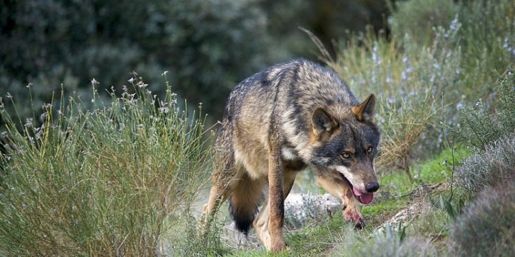 Palencia vuelve a exigir sacar al lobo del LESPRE tras los últimos ataques registrados en Ruiloba