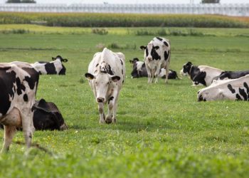 El Gobierno anuncia la creación de un grupo de trabajo para “dinamizar” el sector lácteo de Cantabria