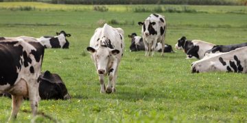 El Gobierno anuncia la creación de un grupo de trabajo para “dinamizar” el sector lácteo de Cantabria