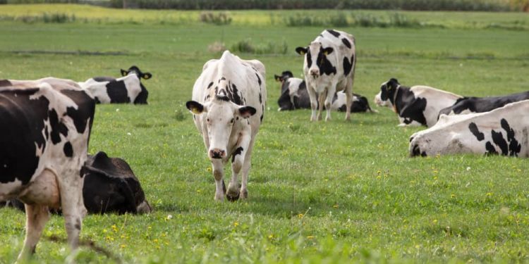 El Gobierno anuncia la creación de un grupo de trabajo para “dinamizar” el sector lácteo de Cantabria