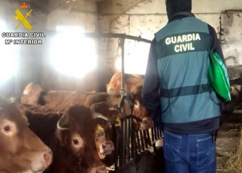 Tres individuos cántabros arrestados por presunta implicación en la propagación de la enfermedad hemorrágica en el norte peninsular