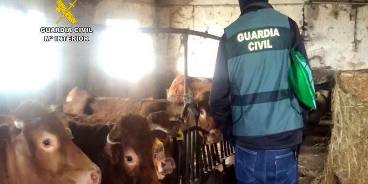 Tres individuos cántabros arrestados por presunta implicación en la propagación de la enfermedad hemorrágica en el norte peninsular