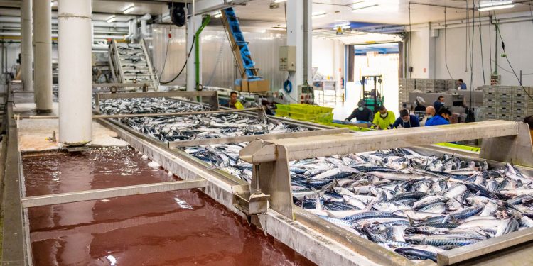 Desarrollo Rural resuelve la convocatoria de ayudas a la transformación y comercialización de productos de la pesca y la acuicultura, con un presupuesto de 3,5 millones de euros