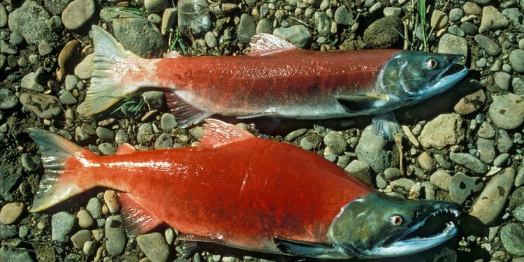 El Gobierno de Cantabria impulsa la repoblación del salmón con la suelta de 10.000 alevines en el río Asón