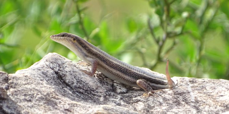 Cantabria acogerá el mes de mayo un congreso sobre la conservación de anfibios y reptiles impulsado por la Comisión Europea