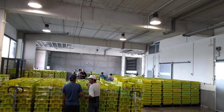 Pesca convoca ayudas por 300.000 euros para que las cofradías de pescadores de Cantabria realicen inversiones en beneficio del sector