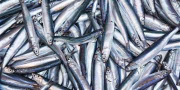 Arranca de forma «testimonial» la costera del bocarte