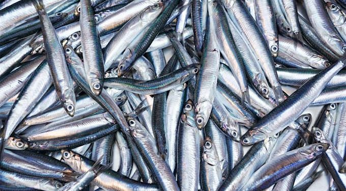 Arranca de forma «testimonial» la costera del bocarte