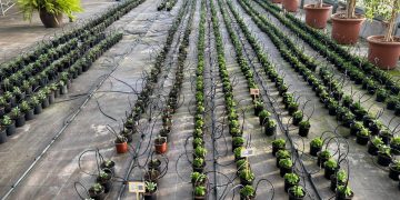 El Ayuntamiento de Camargo plantará 2.500 flores de diferentes variedades a lo largo de la primavera