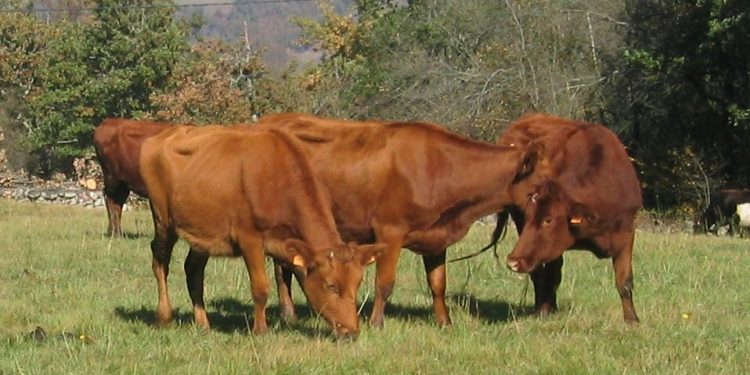 Más de 30 docentes de Centros de Excelencia de toda la geografía nacional asisten en el CIFP La Granja a una acción formativa sobre la raza autóctona bovina Roja Pasiega