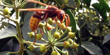 El Gobierno convoca ayudas destinadas a los ayuntamientos para prevenir la avispa asiática