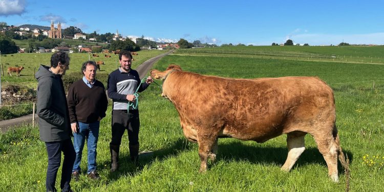 Desarrollo Rural colaborará con la Asociación de Criadores de la Raza Limusín en proyectos de expansión y mejora genética en la Comunidad Autónoma