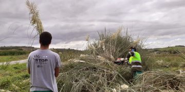 El Gobierno de Cantabria convoca ayudas para los ayuntamientos que adopten medidas de prevención y control contra el plumero