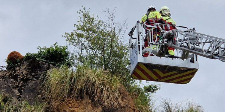 Rescatado un oso joven de un risco en el Parque de la Naturaleza de Cabárceno