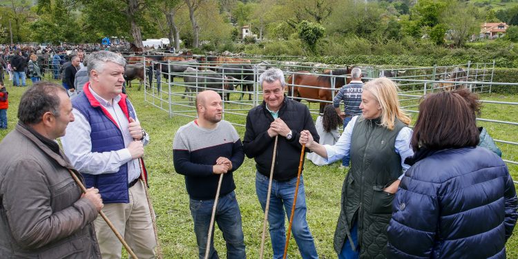  XV Feria Ganadera de Bárcena de Pie de Concha ha registrado una entrada de casi un millar de animales