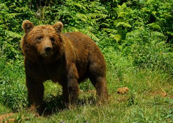 Cabárceno se compromete con la conservación del oso pardo en el Día Internacional de la Biodiversidad