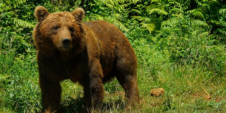 Cabárceno se compromete con la conservación del oso pardo en el Día Internacional de la Biodiversidad