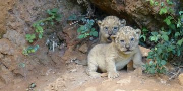 Dos leones nacen en el exterior de su recinto en el Parque de la Naturaleza de Cabárceno