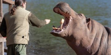 El nacimiento de una nueva cría de hipopótamo en Cabárceno posiciona al parque como referente en la conservación de la especie
